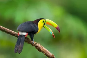 Keel-Billed Toucan (Ramphastos sulfuratus)