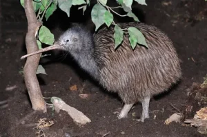 Kiwi (Aptery)