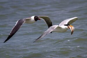 Laughing Gull