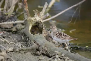 Least Sandpiper