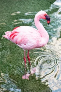 Lesser Flamingo (Phoeniconaias minor)