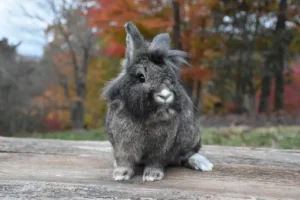 Lionhead Rabbit