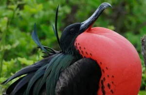 Magnificent Frigatebird