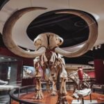 Mammoth: 10 Amazing Things We Should Know