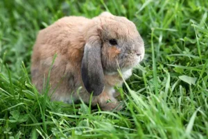 Mini Lop 