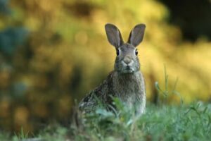 Netherland Dwarf