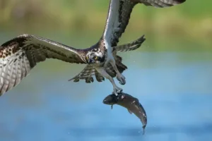 Osprey