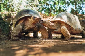 Physical Characteristics and Size of Aldabra Giant Tortoises