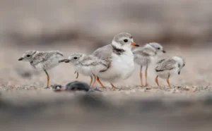 Piping Plover