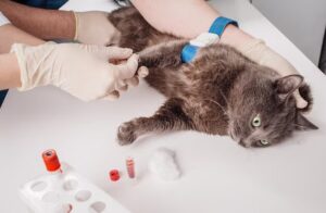 Preventing of Feline Leukemia Virus