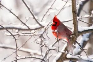 Psychology Behind Cardinal Sightings