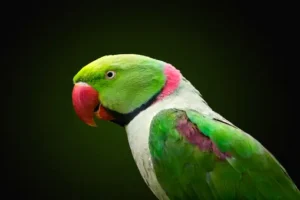 Raw Parrots: An Avian Wonder in the Wild