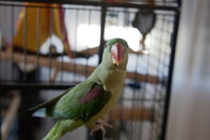 Raw Parrots as Exotic Pets: Considerations and Care