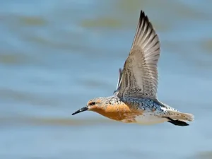 Red Knot 