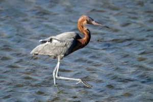 Reddish Egret