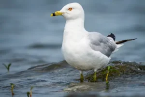 Ring-billed Gull