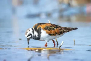 Ruddy Turnstone