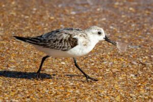 Sanderling