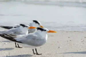 Sandwich Tern