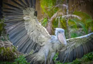 Shoebill (Balaeniceps rex)