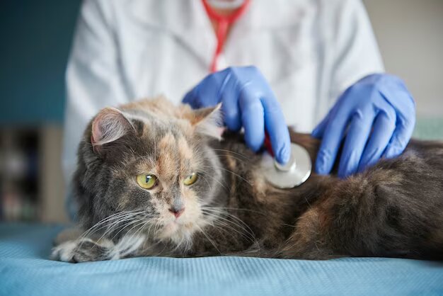 8-dangerous-types-of-cancer-in-cats-vetpo-medix