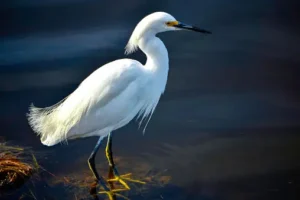 Snowy Egret