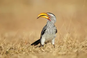 Southern Yellow-Billed Hornbill (Tockus leucomelas)