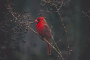 Spiritual Significance of Seeing a Cardinal