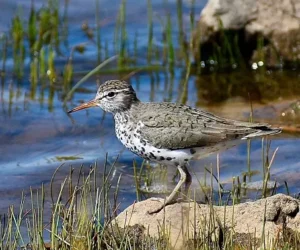 Spotted Sandpiper