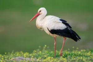 Stork (White Stork) (Ciconia ciconia)