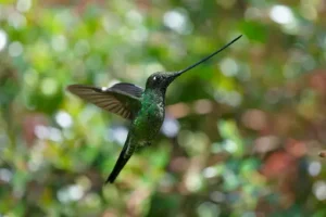 Sword-Billed Hummingbird (Ensifera vinifera)