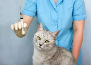 Symptoms of Diabetes in Cats 