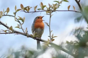 The Dawn Chorus