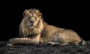 The Lion's Tale: Nature's Regal Carnivore