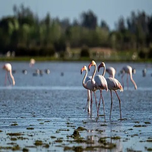 Top 15 birds with long beaks