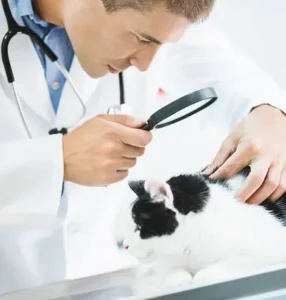 Treatment Of Cancer In Cats