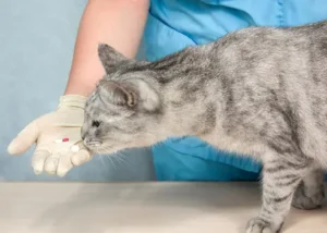 Treatment of Diabetes in Cats 