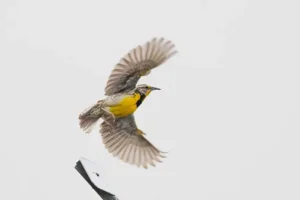 4 Outstanding Facts Of The Western Meadowlark