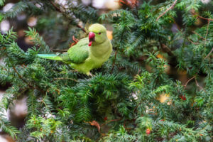 Unveiling the Beauty of Raw Parrots: A Comprehensive Guide