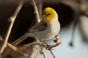 Verdin