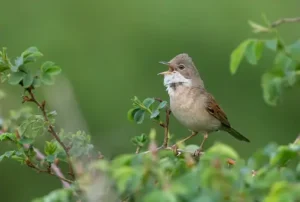 What Do Birds Sing The Dawn Chorus For?