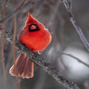 What Does It Mean When You See A Cardinal Bird? 5 Important Points