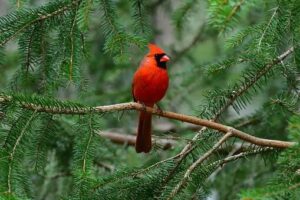 What Does It Mean When You See A Cardinal Bird? 5 Important Points