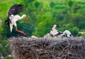 White Stork – 16,000 feet