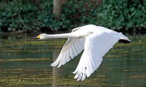 Whooper Swan – 27,000 feet