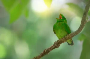 Why Are Birds So Loud In The Morning: Exploring the Reasons Behind Their Chirping