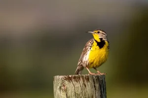 Why the Western Meadowlark is Chosen as the State Bird of North Dakota