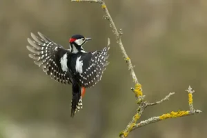 Woodpecker (Picidae) 