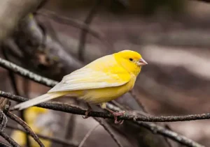 Yellow Canary