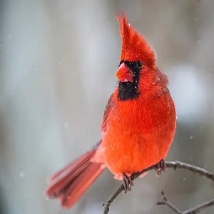 A Cardinal in Your Path: Exploring Its Symbolic Significance